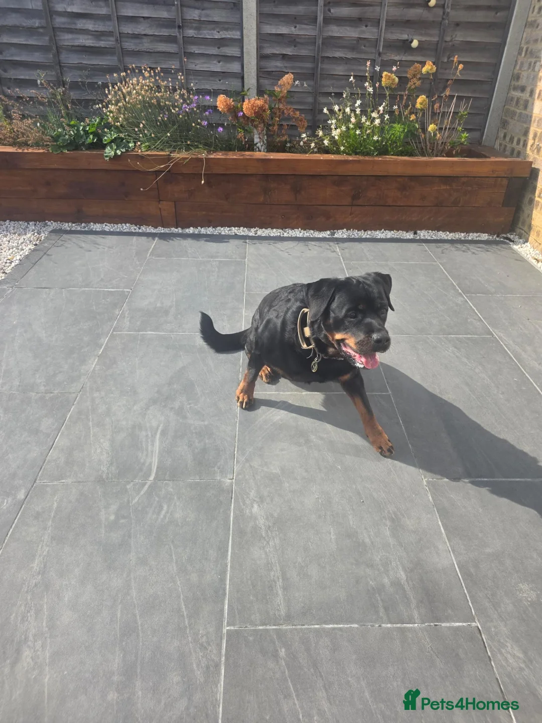 Rottweiler dogs for sale: Hi i have my rottweiler for sale  - Advert 1