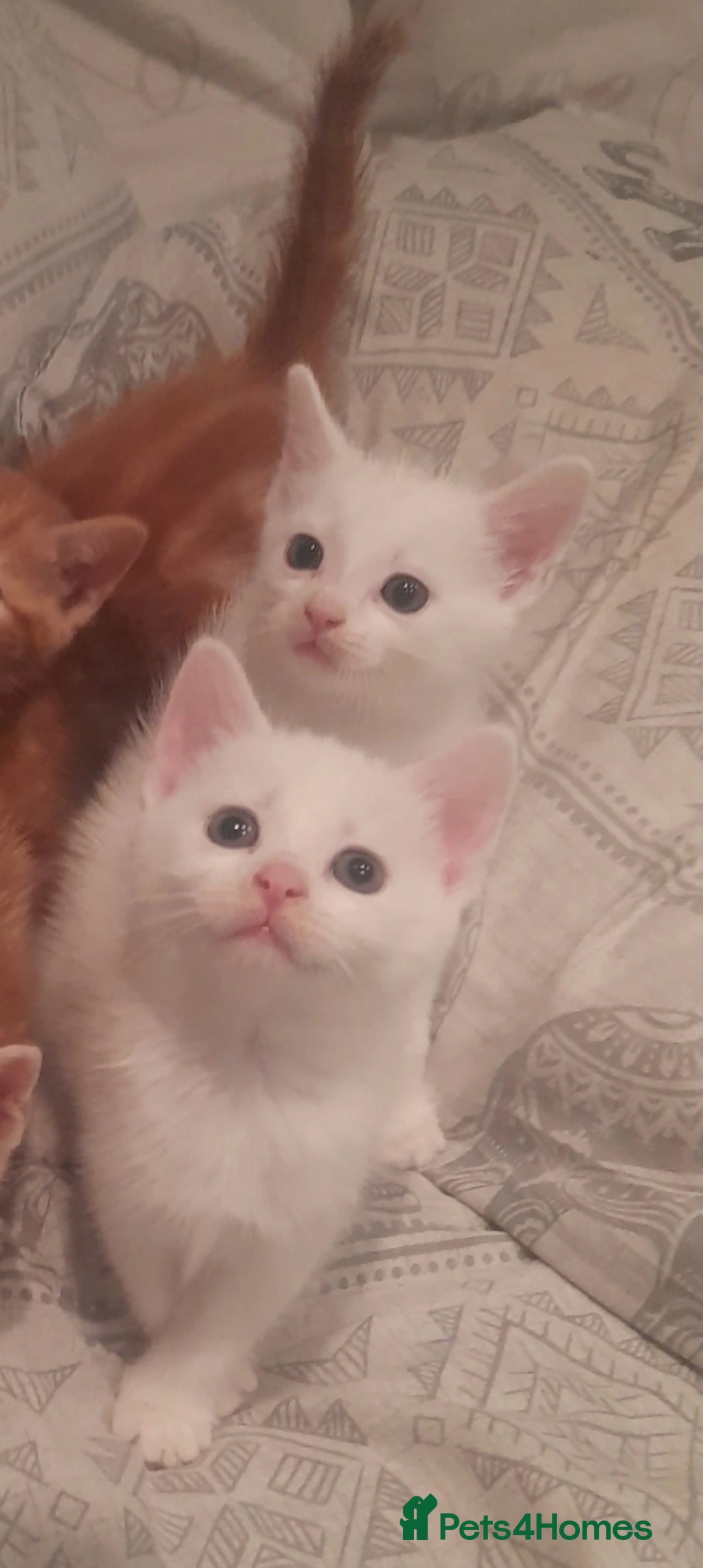Mixed Breed cats for sale: Kittens  - Image 1