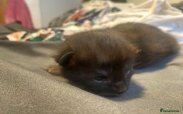 Maine Coon cats for sale: Maine coon cross kittens  - Image 4