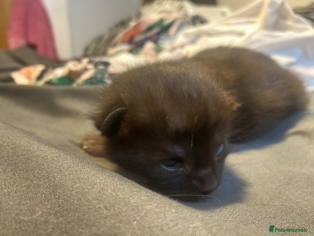 Maine Coon cats for sale: Maine coon cross kittens  - Image 4