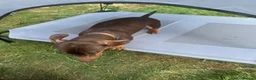 Miniature Dachshund dogs for sale: Chocolate and Tan miniature dachshund - Advert 2