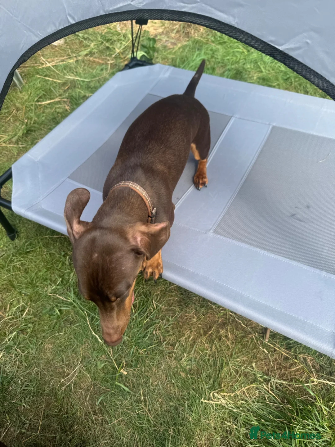 Miniature Dachshund dogs for sale: Chocolate and Tan miniature dachshund - Advert 2