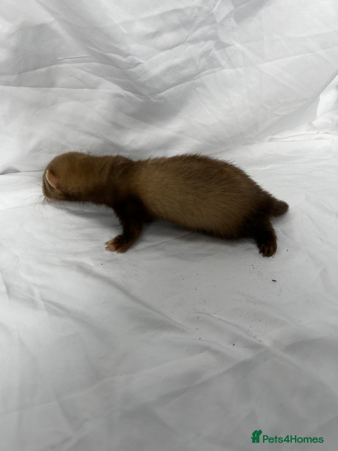 Ferret rodents for sale: Baby Ferrets - Image 36
