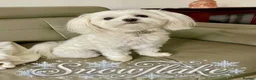 Maltese dogs for sale: A Little Piece of Fluffy Heaven- Maltese Puppies  - Advert 1