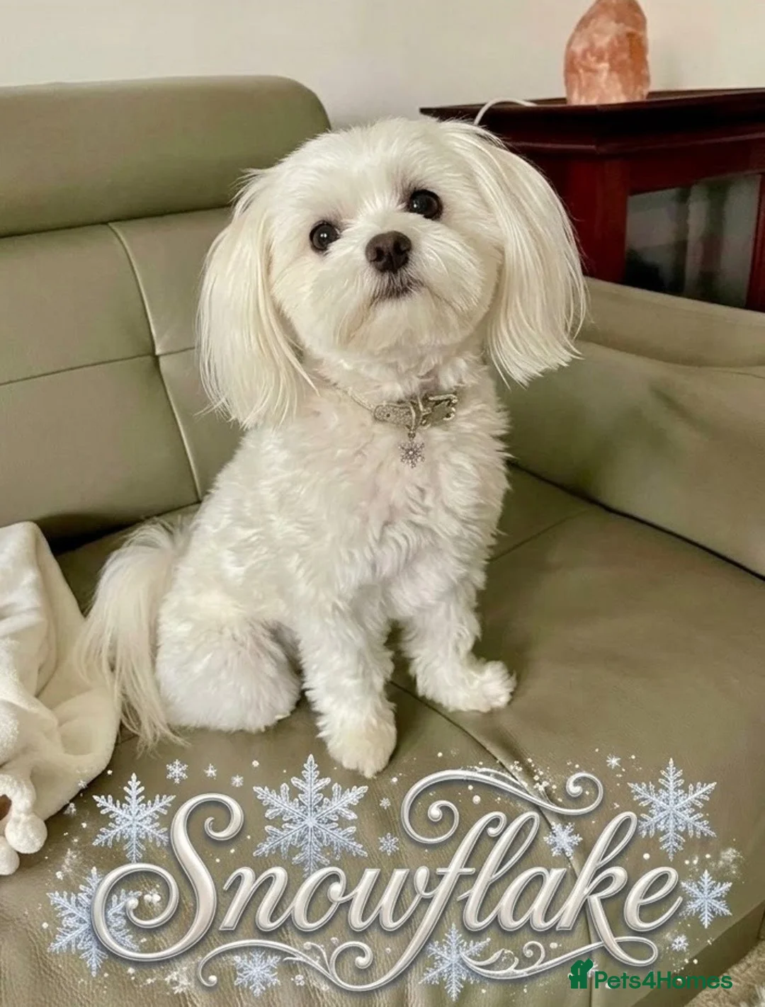 Maltese dogs for sale: A Little Piece of Fluffy Heaven- Maltese Puppies  - Advert 1