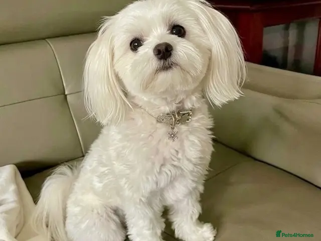Maltese dogs for sale: A Little Piece of Fluffy Heaven- Maltese Puppies - Advert 1