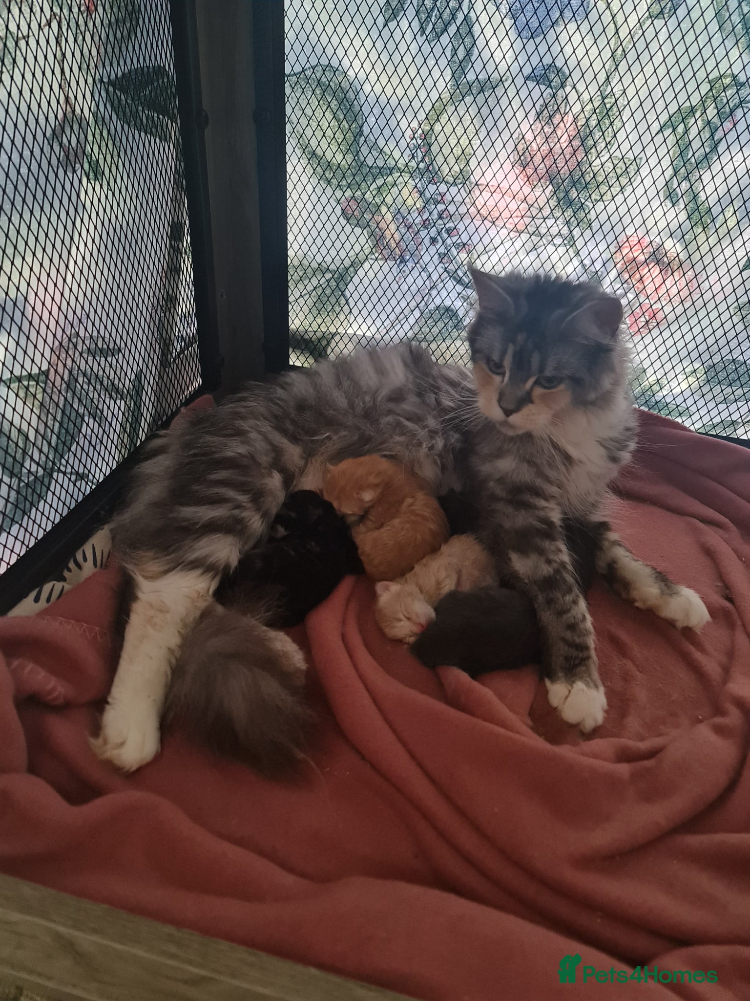 Maine Coon cats TICA registered Pedigree Maine Coon kittens - Advert 15