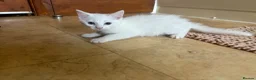 Mixed Breed cats for sale: Ready to go now - 3 beautiful male kittens - Advert 4