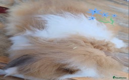 Mini Lion Lop rabbits for sale: Mini lion lops ready now 🥰 - Image 3