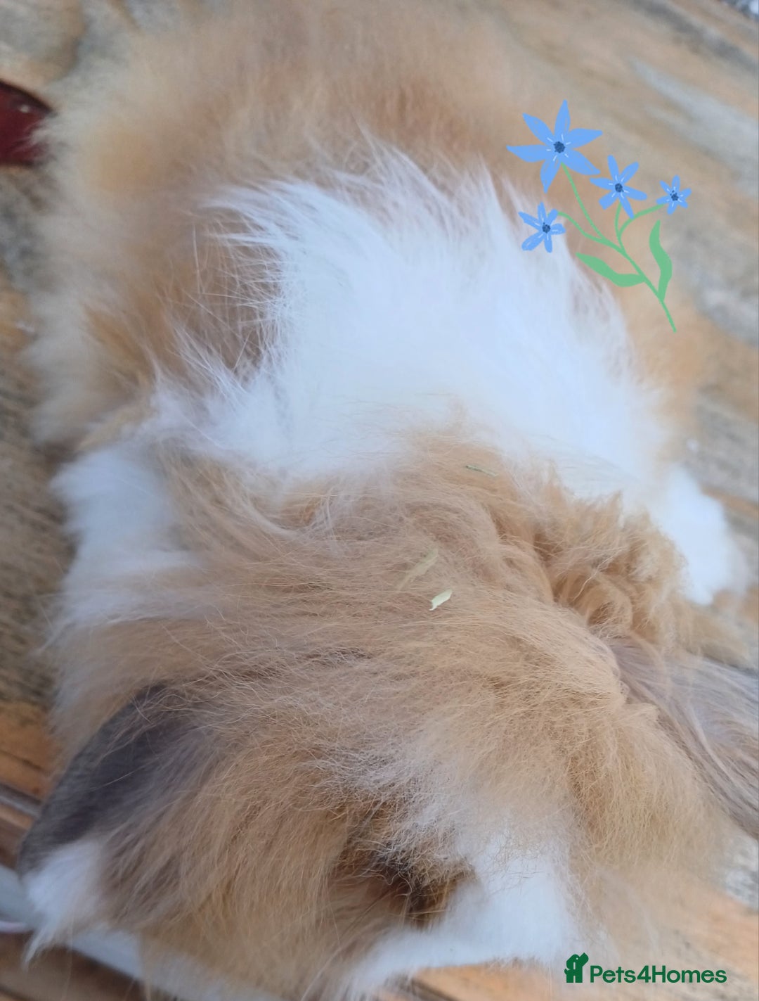 Mini Lion Lop rabbits for sale: Mini lion lops ready now 🥰 - Image 3