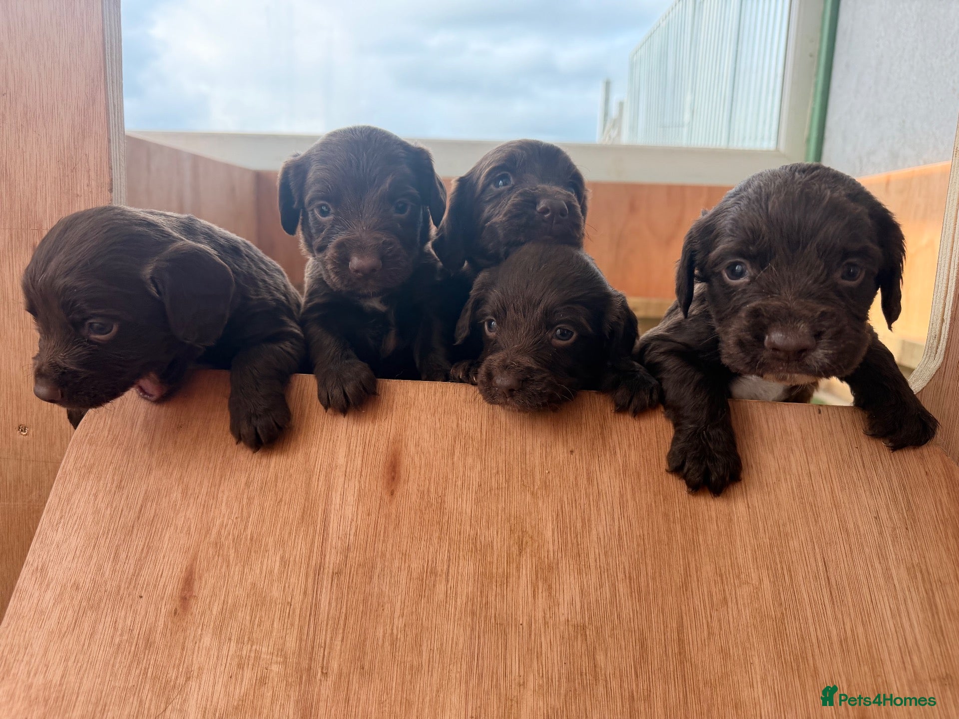 Sprocker dogs Sprocker Spaniel Puppies - Advert 18