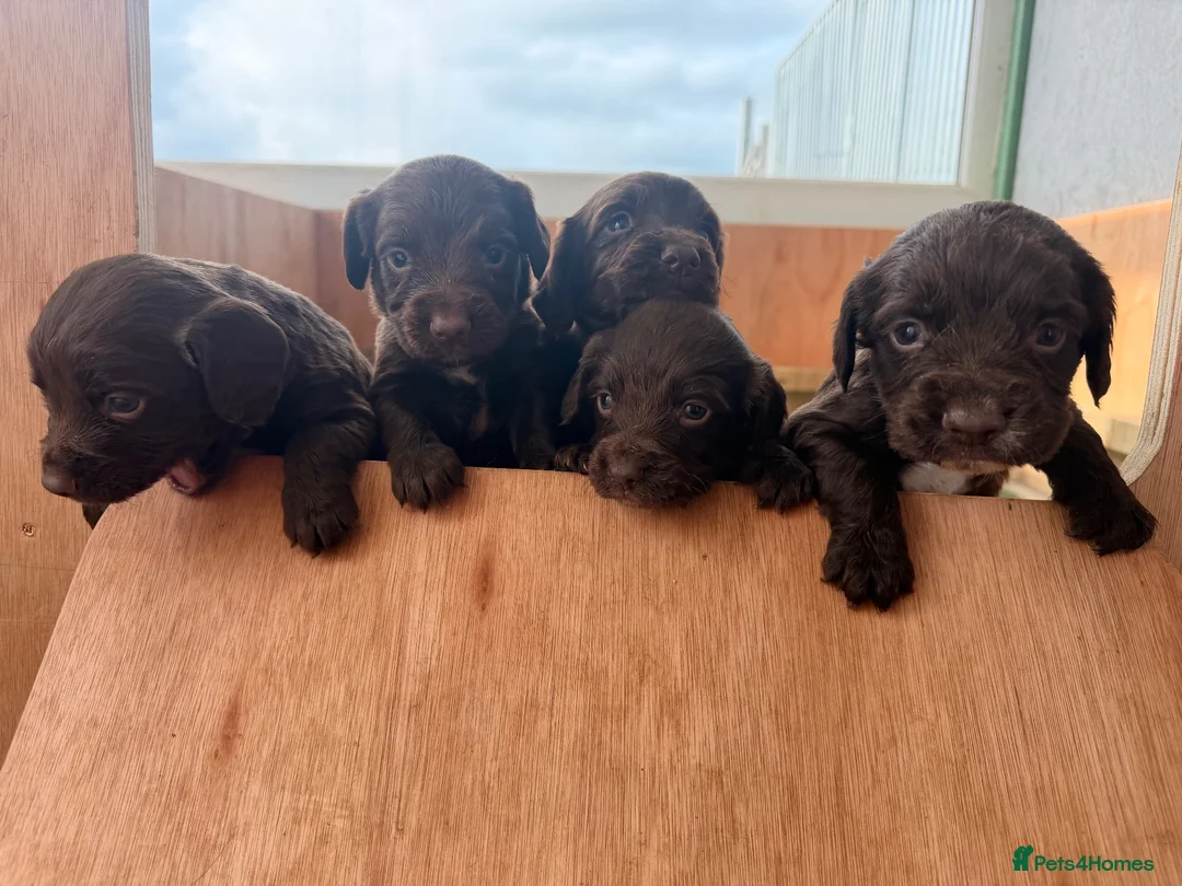 Sprocker dogs for sale: Sprocker Spaniel Puppies in Dunfermline - Advert 1