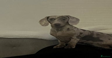 Miniature Dachshund dogs - Advert 9