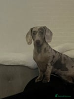 Miniature Dachshund dogs - Advert 9