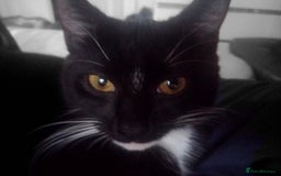 Bengal cats for sale: 1 girl and 3 boys  - Image 20