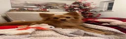 Pomeranian dogs for sale: Pomeranian for Adoption - Advert 4