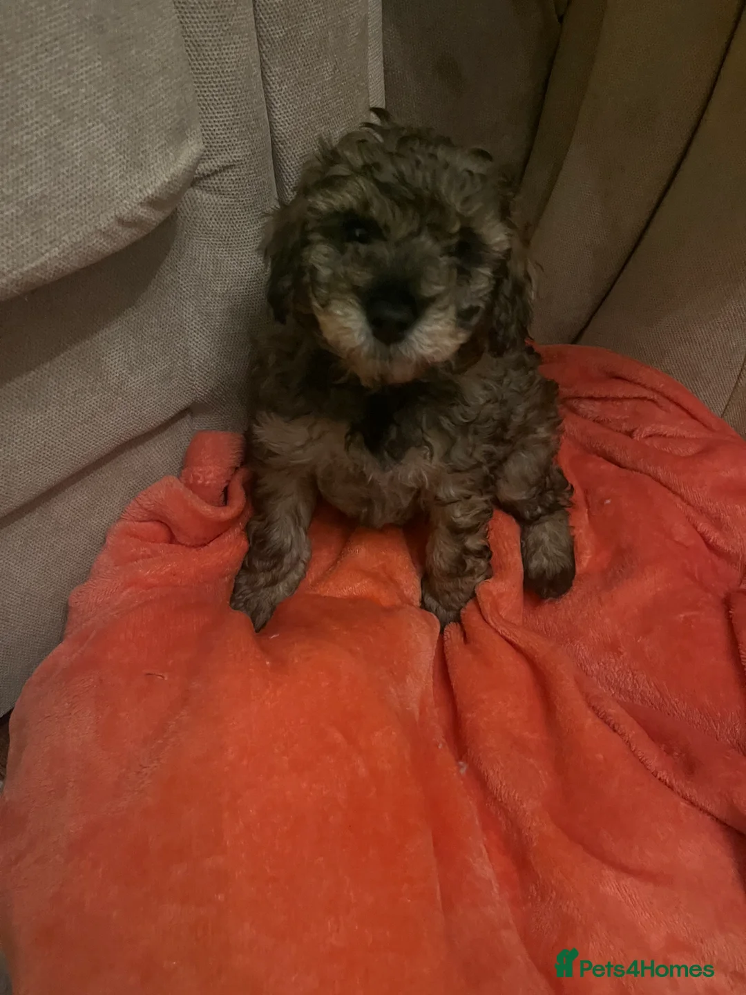 Poochon dogs for sale: Poochon F2Bs - Advert 19