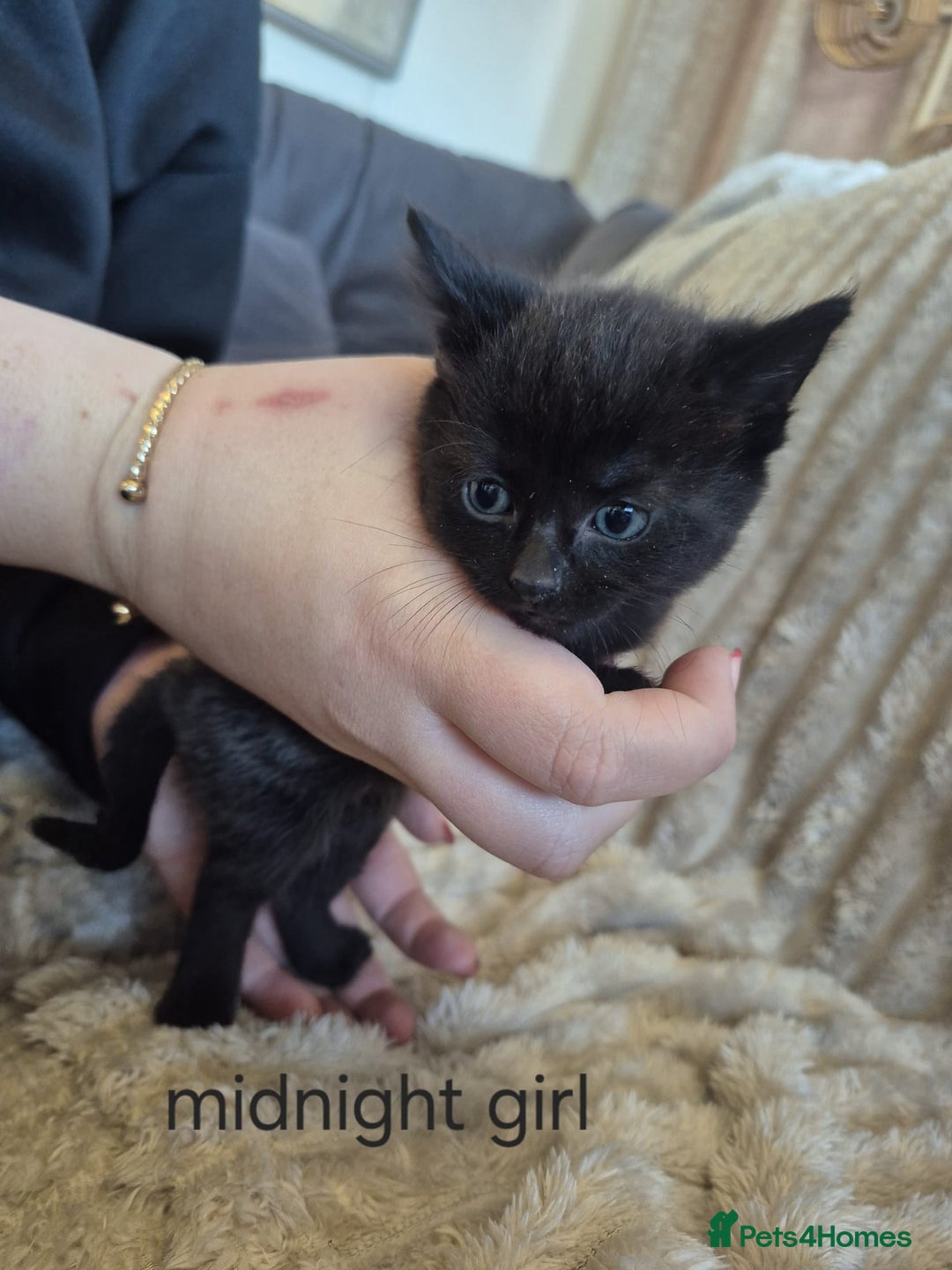 Mixed Breed cats for sale: Unusual litter for sale. 3 LEFT - Advert 2