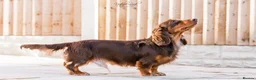 Dachshund dogs for stud: Isabella and tan miniature dapple  in Leeds - Advert 10