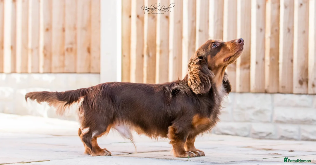 Dachshund dogs for stud: Isabella and tan miniature dapple  in Leeds - Advert 10