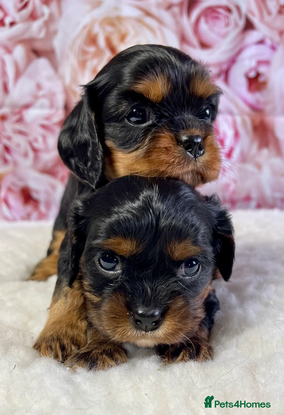 Cavalier King Charles Spaniel dogs for sale: Stunning Quality KC reg Health tested Cavaliers  - Advert 2