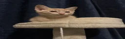 Siamese cats for sale: Siamese X British Short Hair - Advert 19