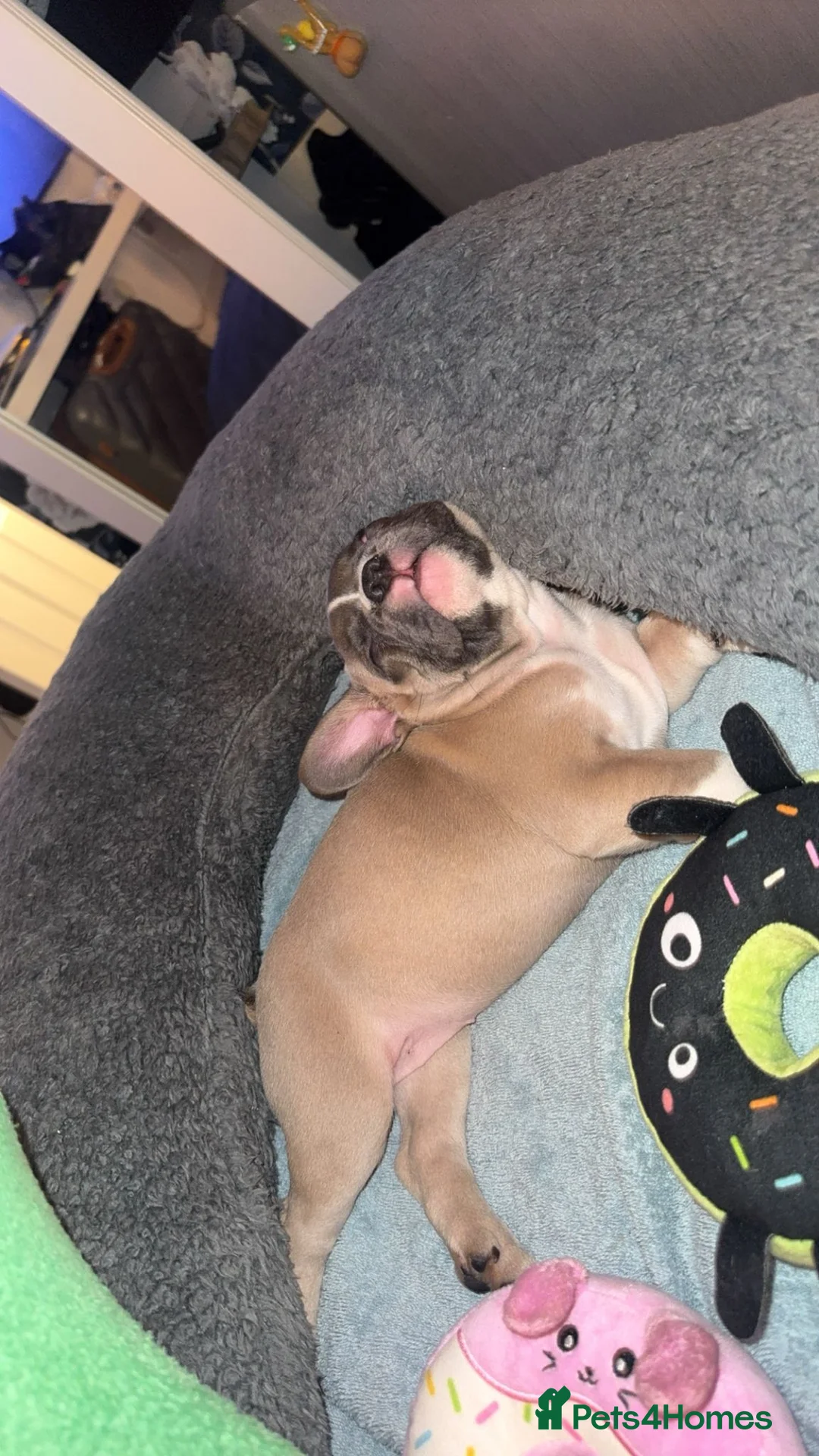 French Bulldog dogs for sale: French bulldog  - Advert 3