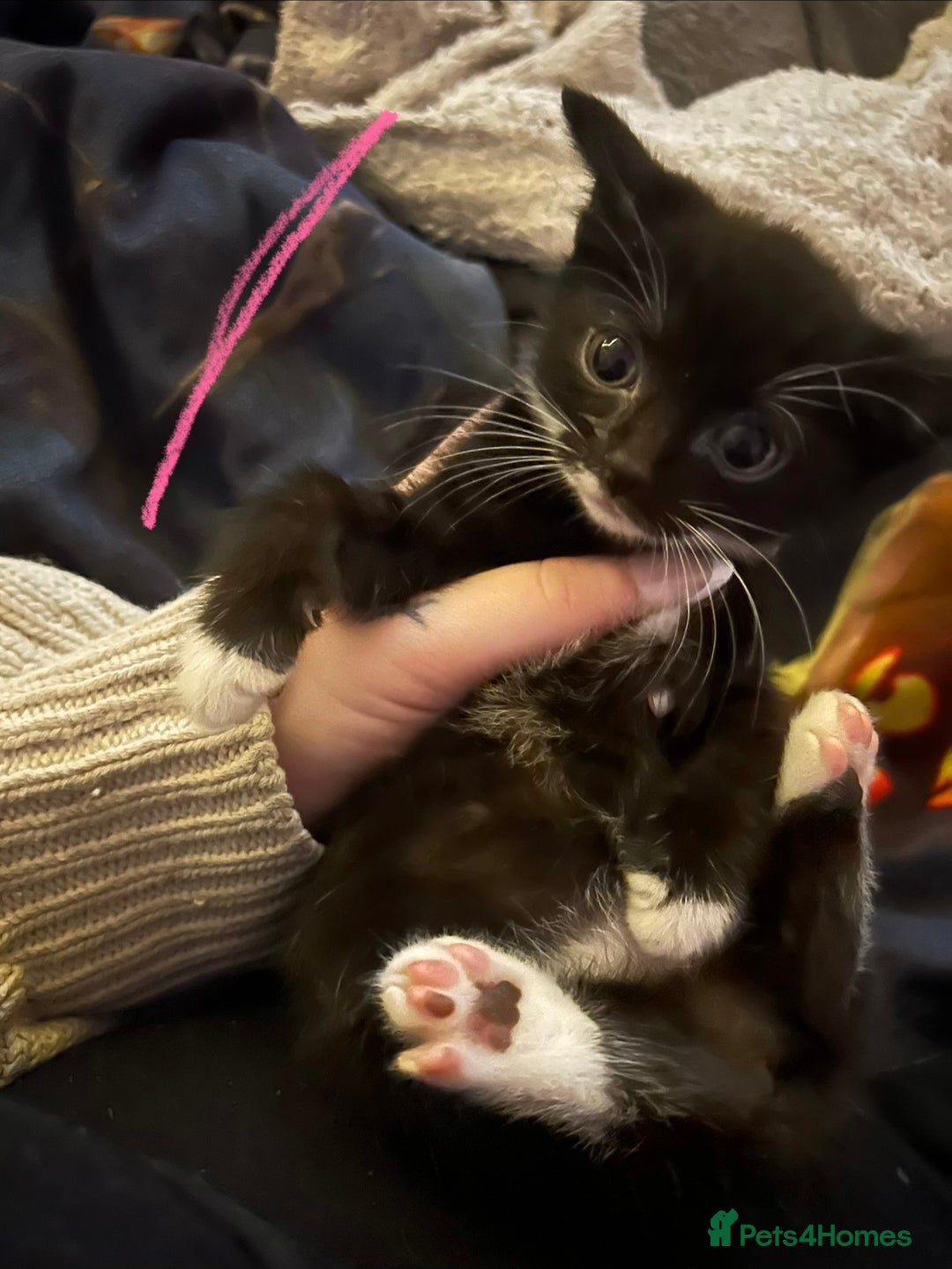 Mixed Breed cats for sale: Tuxedo kittens for sale  - Advert 5