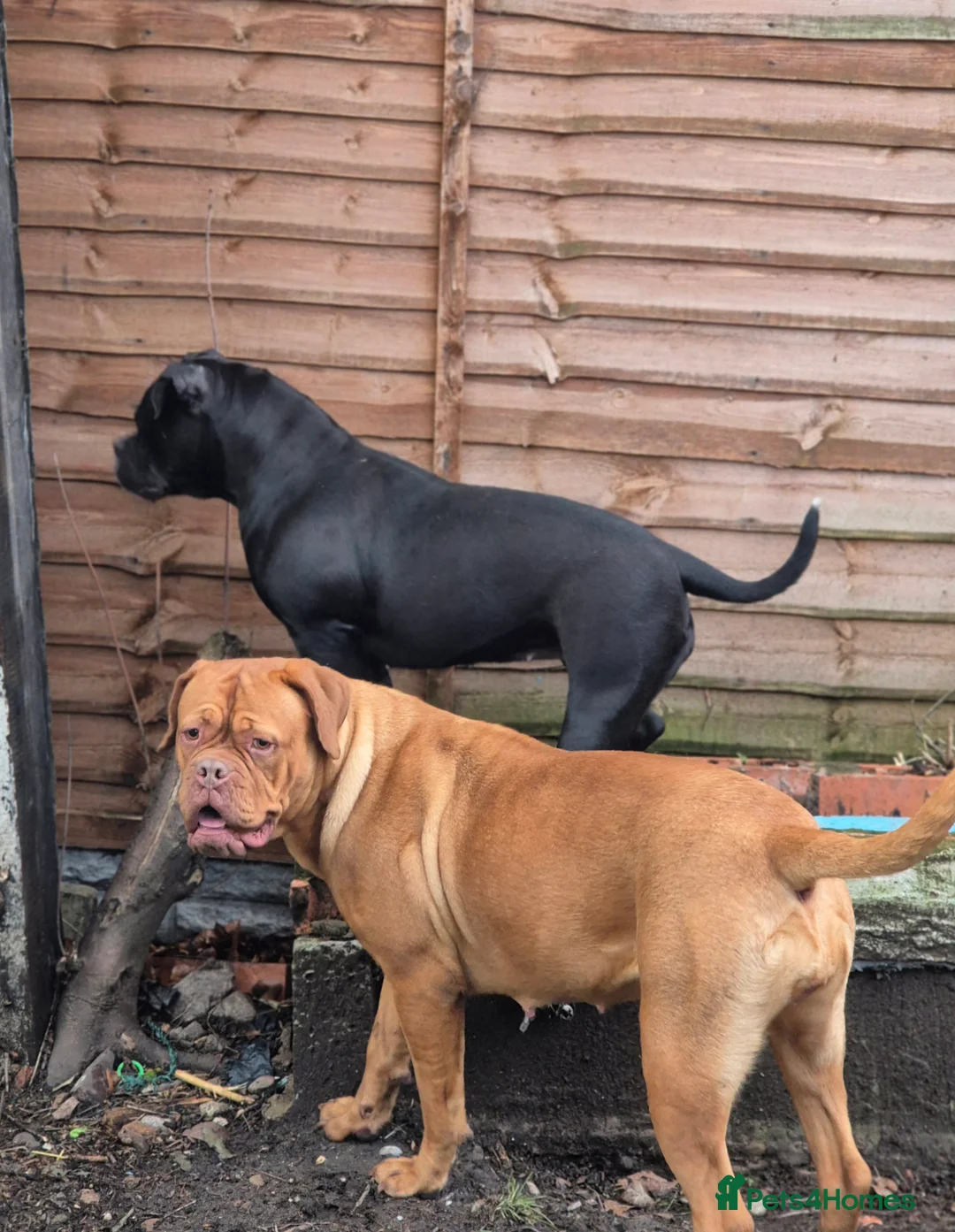 Olde English Bulldogge dogs for sale: Female 12 month olde english bulldog  - Advert 5