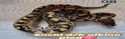 Python Snake reptiles for sale: Various royals in Bilston - Advert 6