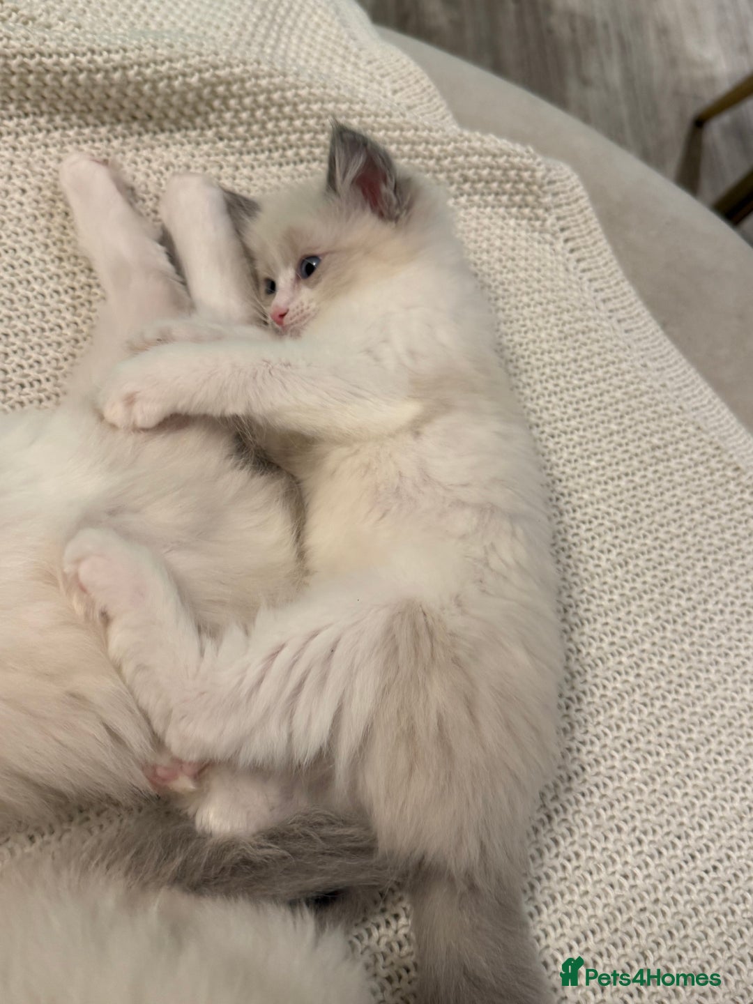 Ragdoll cats for sale: Beautiful affectionate pedigree ragdoll kittens 💙 - Advert 3