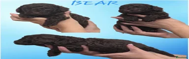 Cockapoo 4