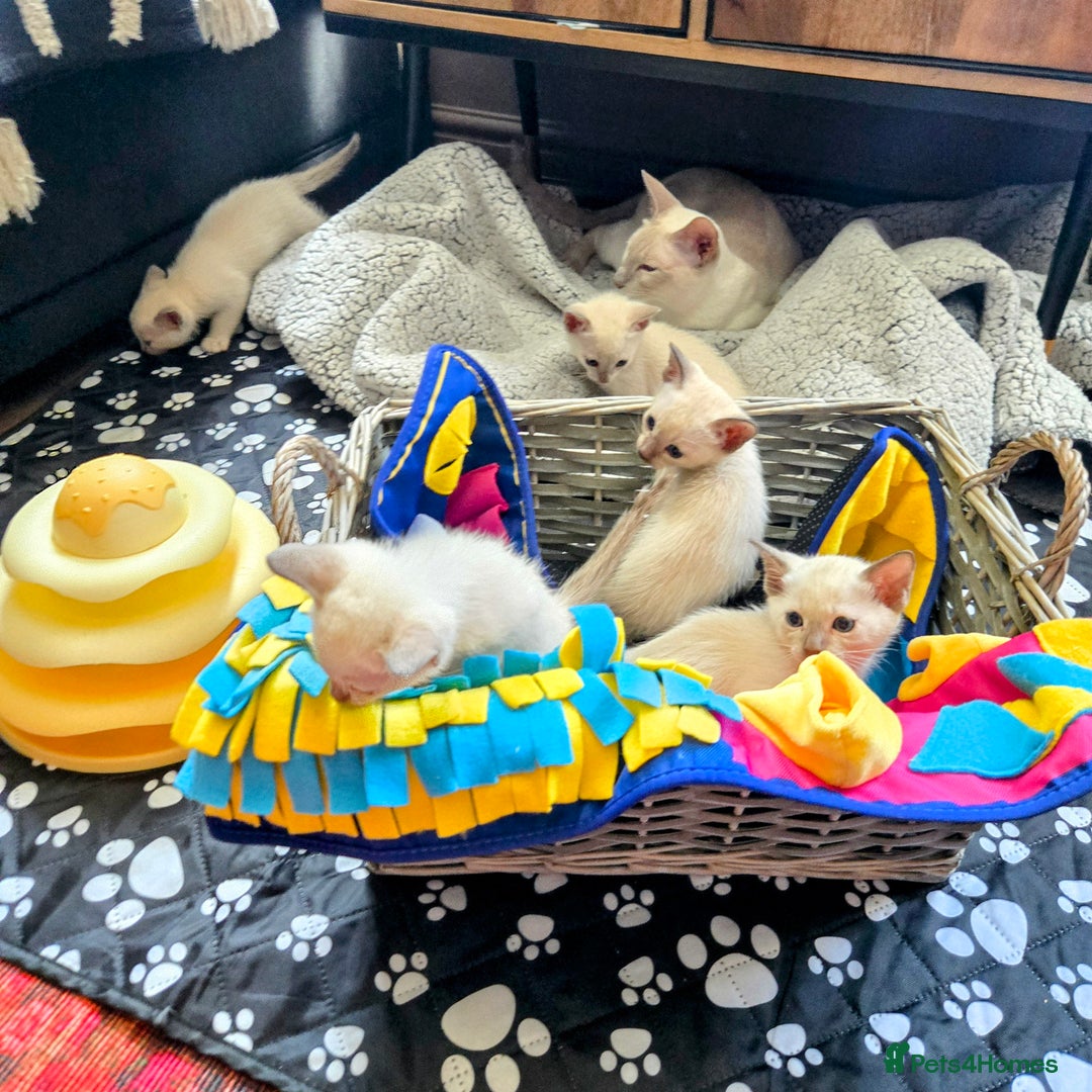 Tonkinese cats for sale: Registered, pedigree 1st generation,  VET checked  - Image 6