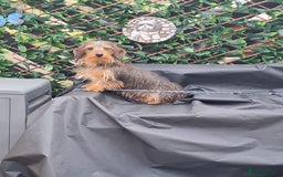 Dachshund dogs for sale: Miniature Wire haired Dachshund Puppies  - Image 1