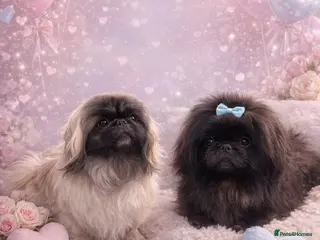 Pekingese dogs Super Rar Pekingese - Advert 3