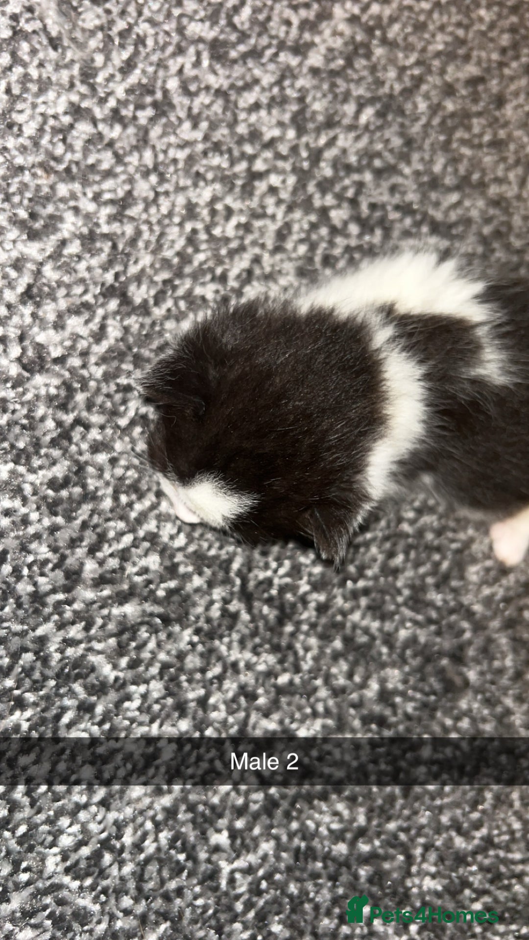 Mixed Breed cats for sale: 4 beautiful mixed breed kittens - Image 3