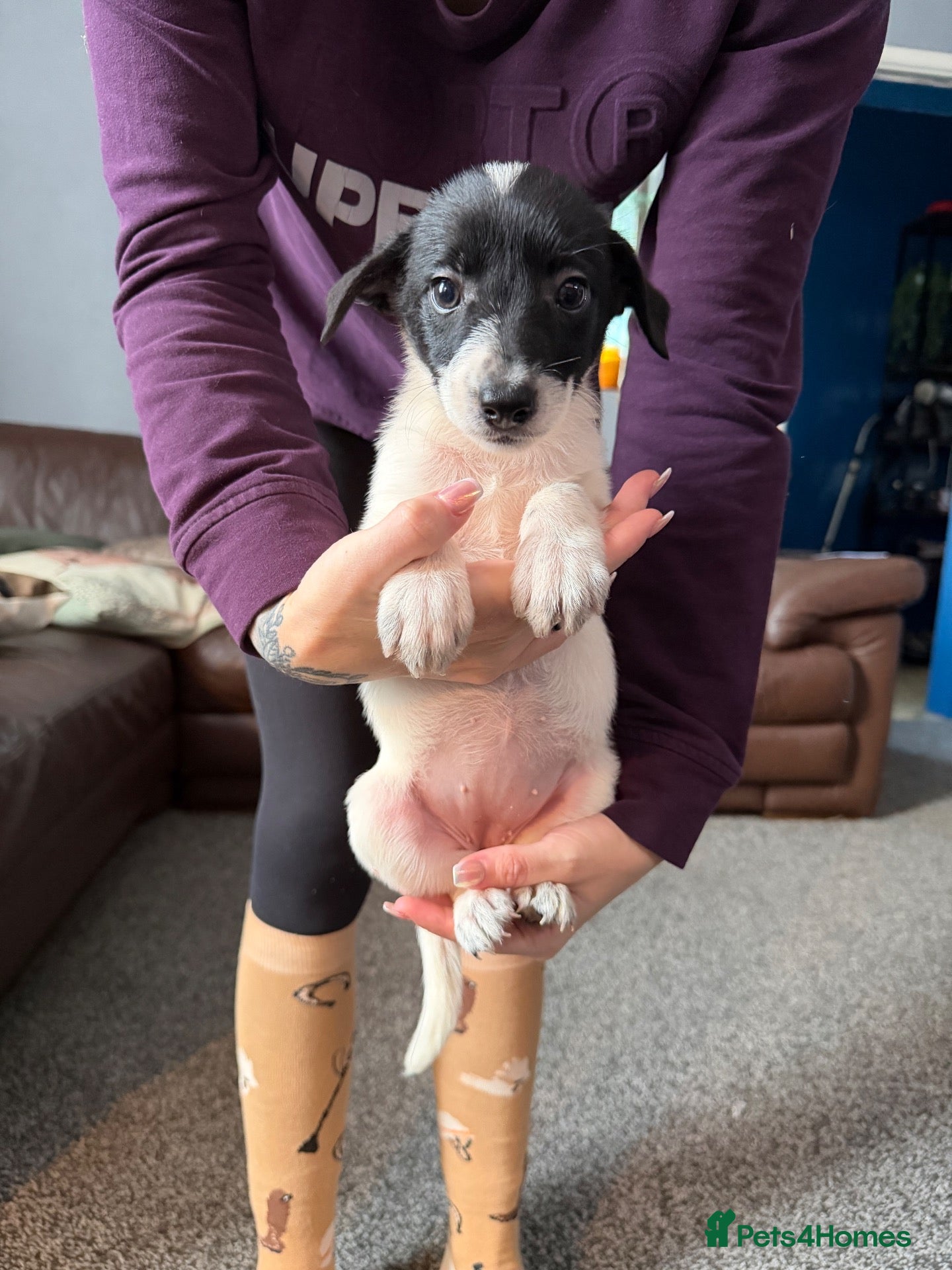 Border Collie dogs Only 1 girl left !  - Advert 14