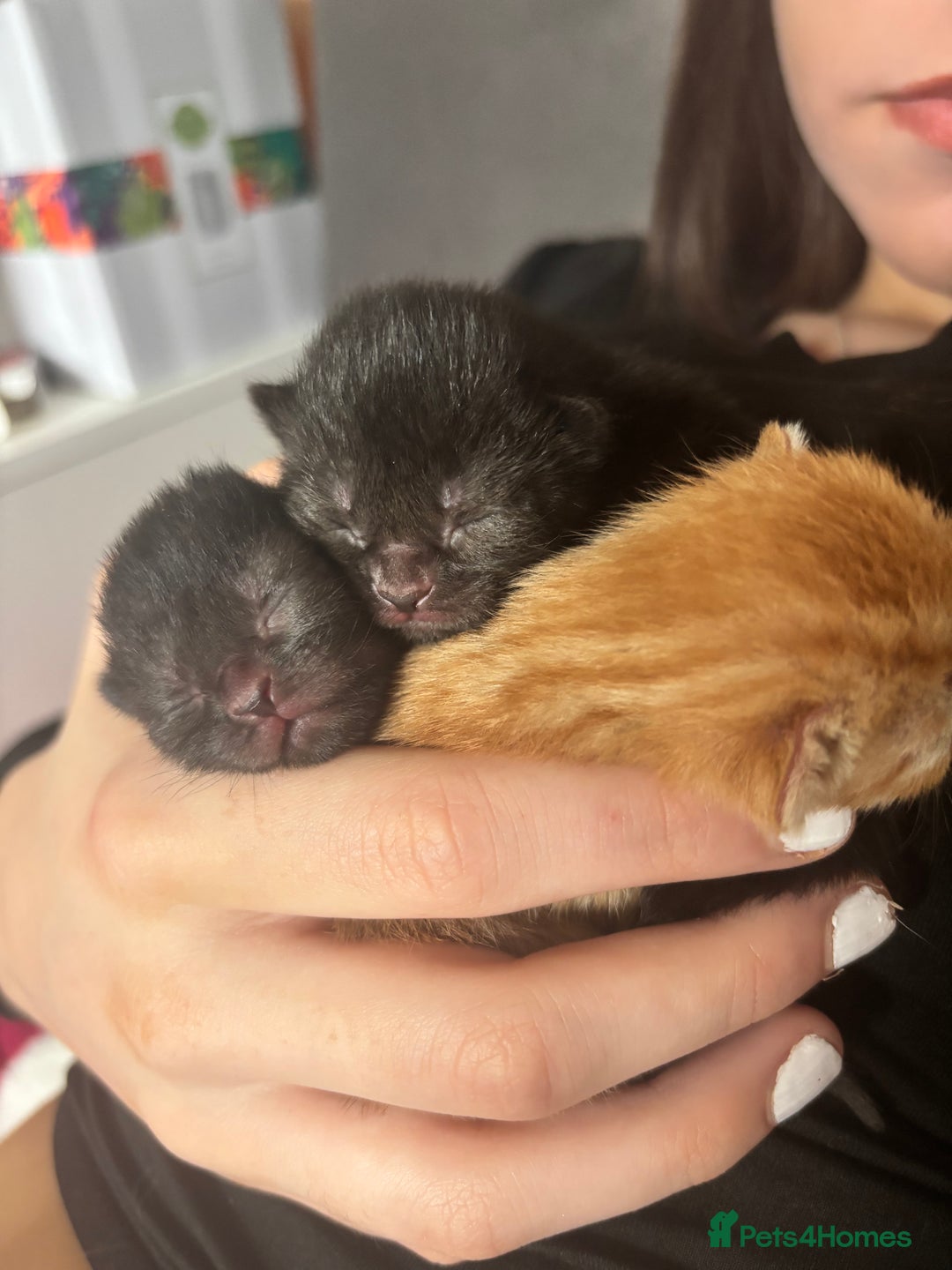 Domestic Shorthair cats for sale: 2 Female Kittens  - Image 14