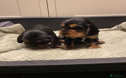 Cocker Spaniel dogs for sale: KC RIZI-BIZI show type European show champ lines - Image 20