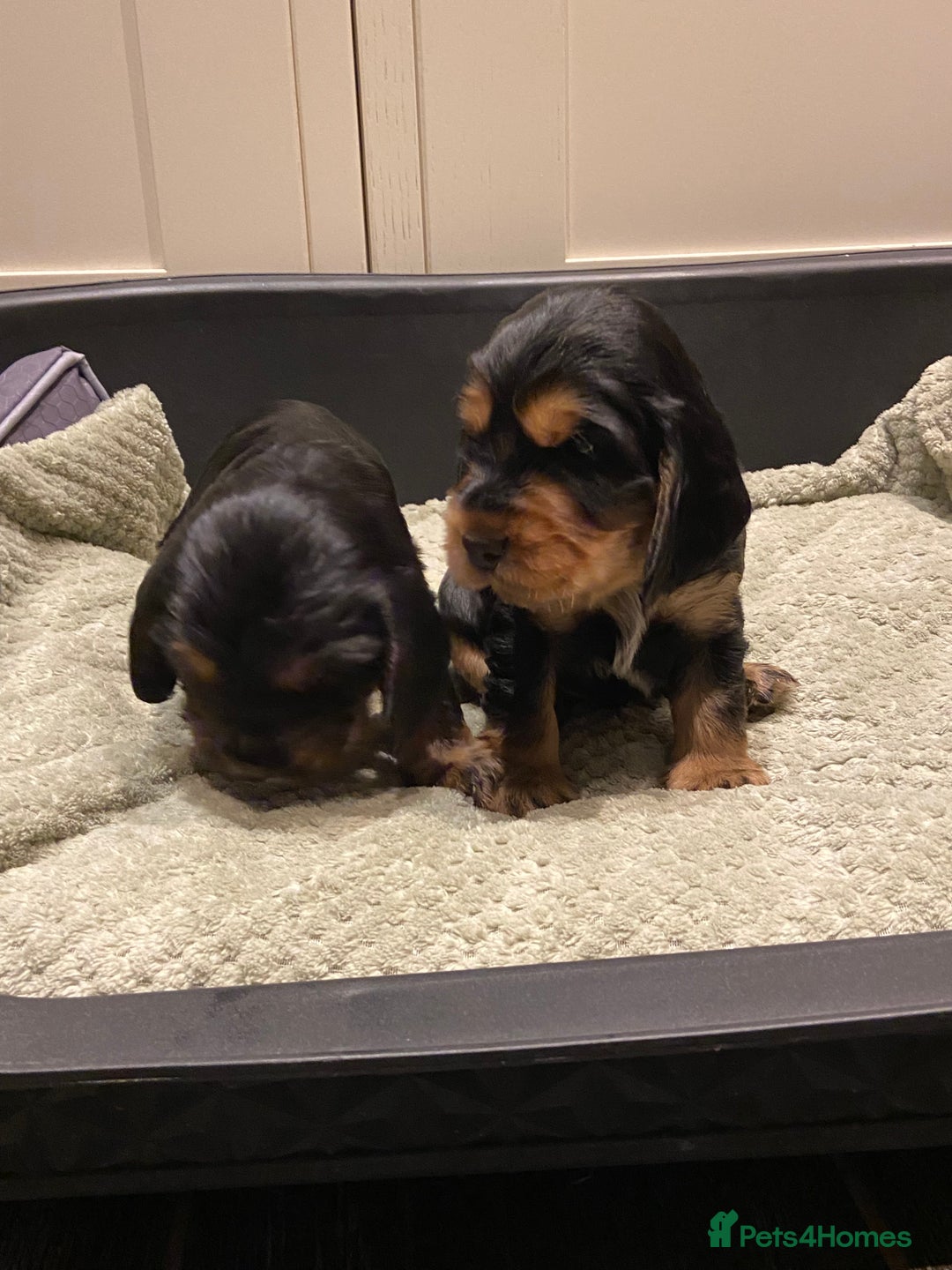 Cocker Spaniel dogs for sale: KC RIZI-BIZI show type European show champ lines - Image 20