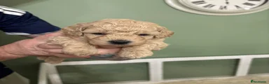 Toy Poodle Puppy 1