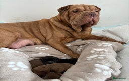 Shar Pei dogs for sale: Stunning Shar Pei Pups - Image 3