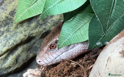 Skink reptiles for sale: Blue Tongue Skink with full set up  - Image 6
