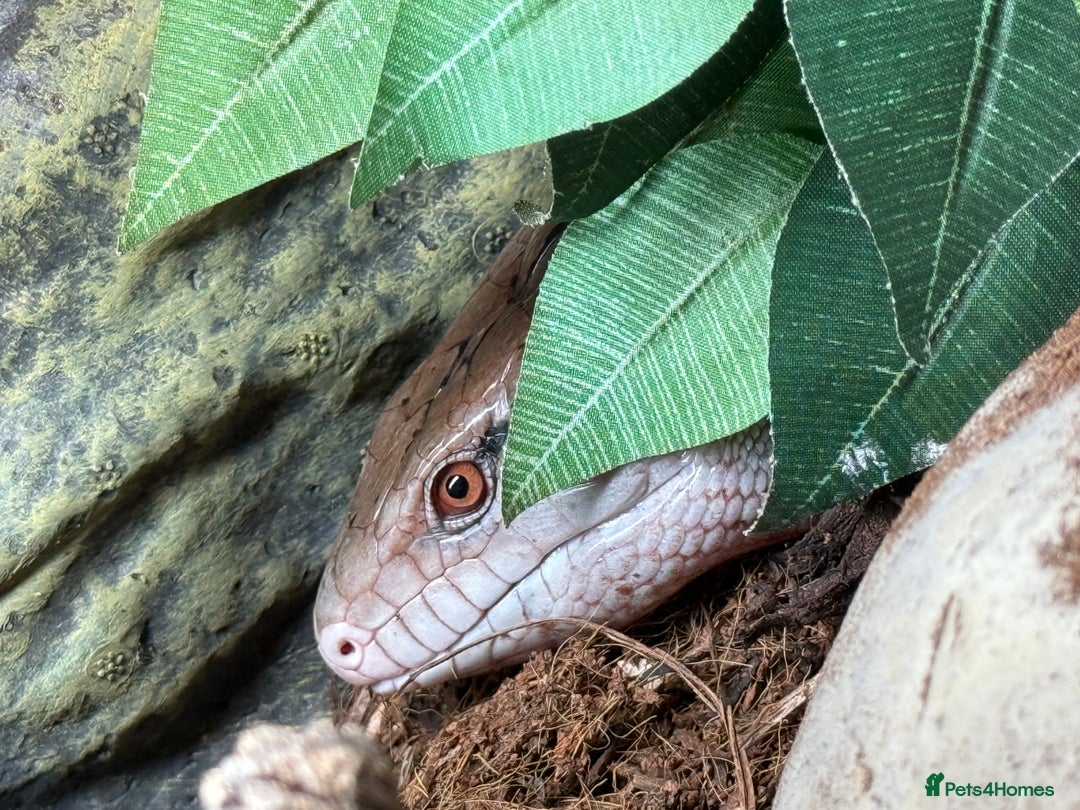 Skink reptiles for sale: Blue Tongue Skink with full set up  - Image 6