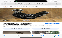 Chickens poultry for sale: Job lot chicken set up including 9 chickens - Image 12