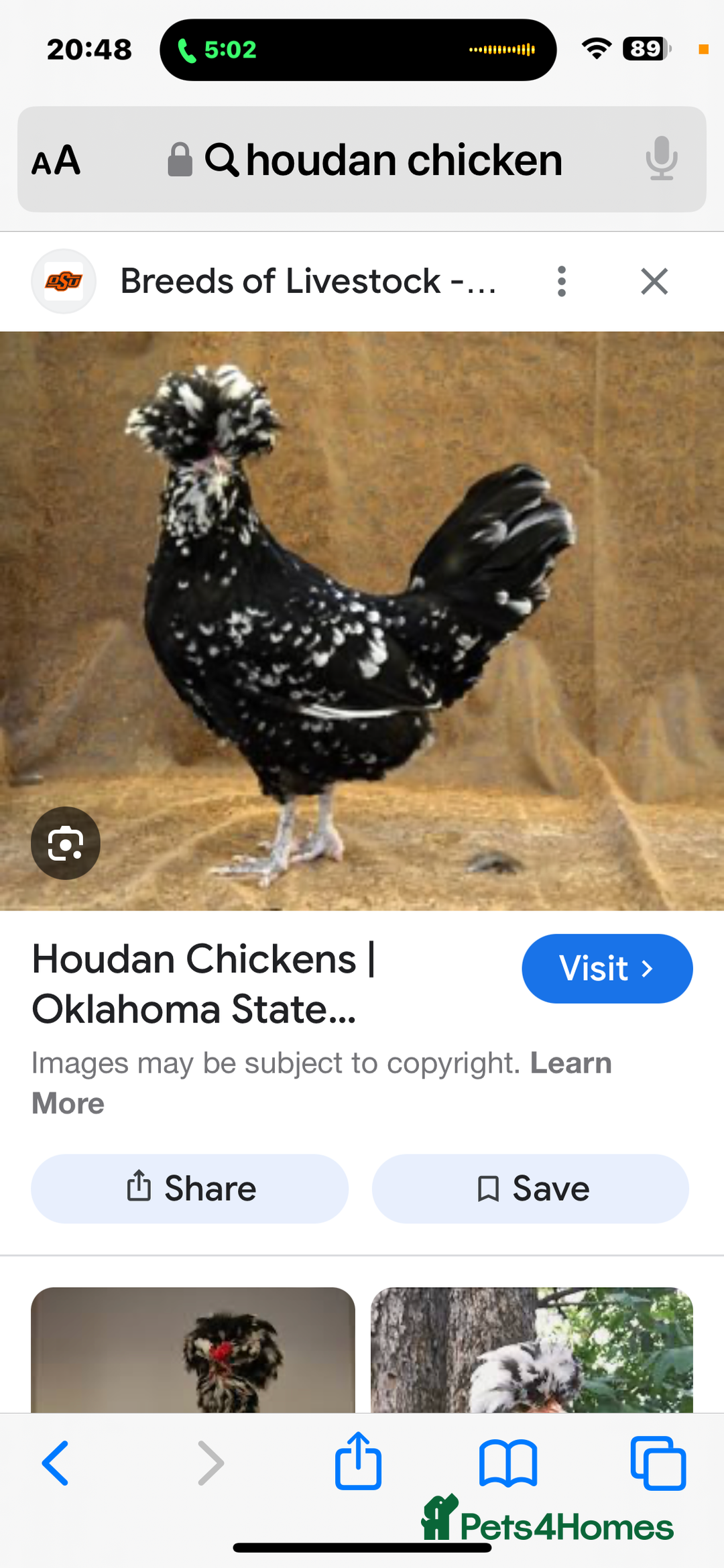 Chickens poultry for sale: Job lot chicken set up including 9 chickens - Image 12