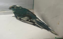 Parakeets birds for sale: Male blue pied spangle, split to cream kakariki - Image 5