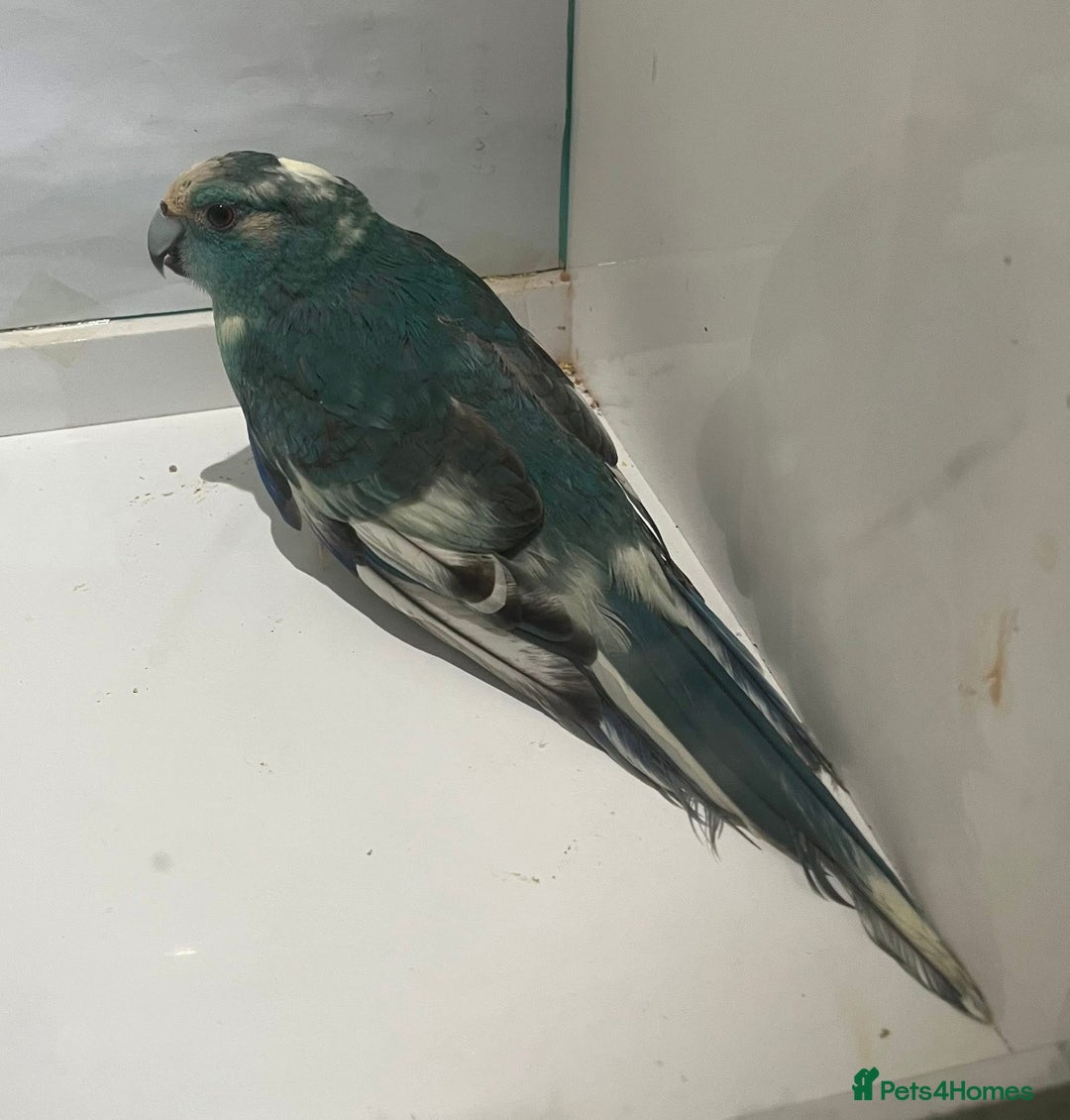Parakeets birds for sale: Male blue pied spangle, split to cream kakariki - Image 5