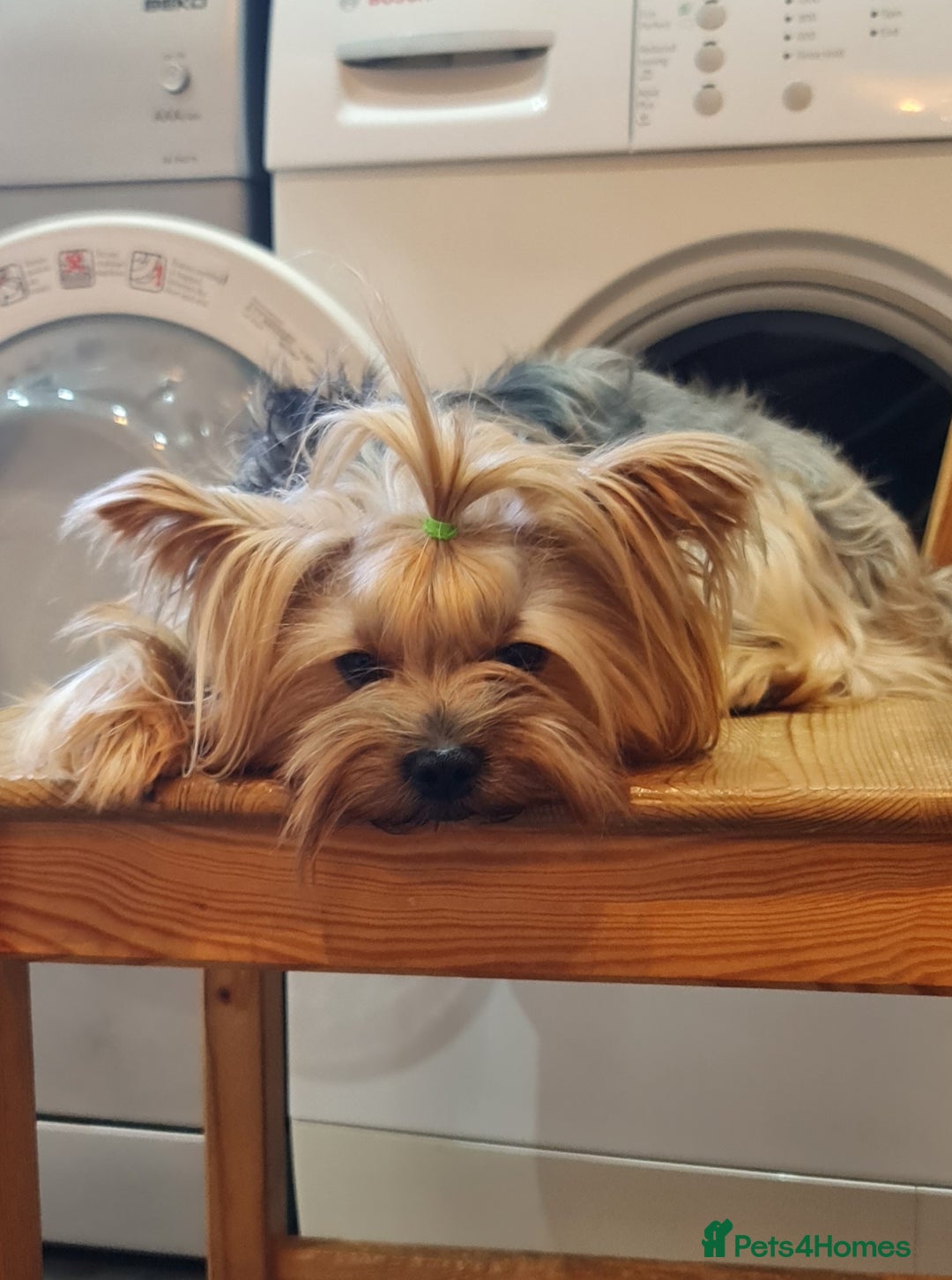 Yorkshire Terrier dogs for stud:  Beautiful boy ready for stud in Dagenham - Advert 2