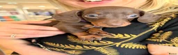Miniature Dachshund dogs for sale: Miniature Dachshund Puppies - Advert 19